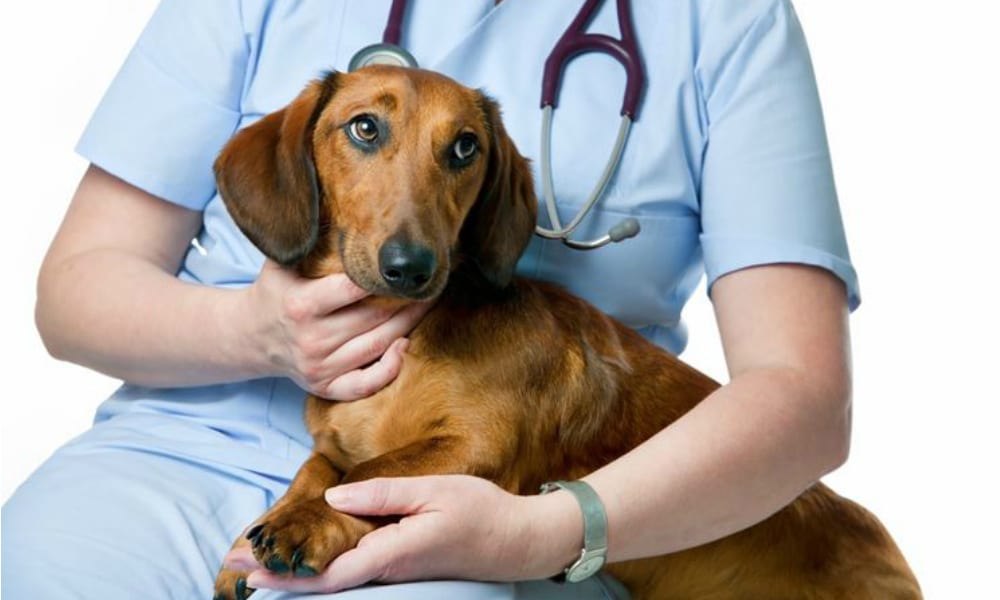 L’esperto risponde: la parvovirosi canina