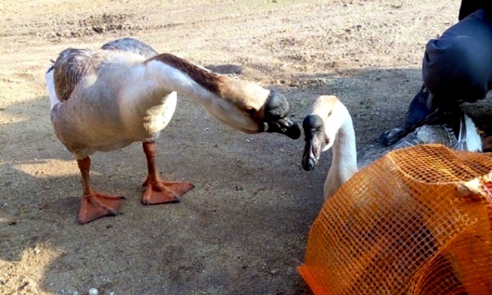 L’ultimo bacio: il commovente addio di due oche condannate a morte