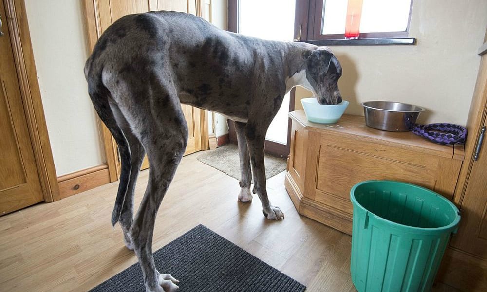 Il cane-cavallo: dimensioni oltre ogni immaginazione