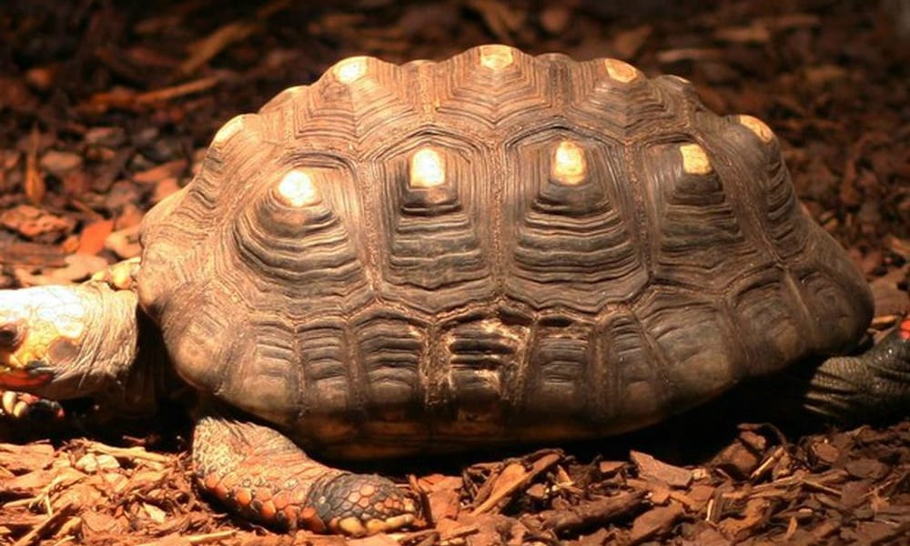 Record di sopravvivenza: tartaruga brasiliana ritrovata in soffitta dopo 34 anni