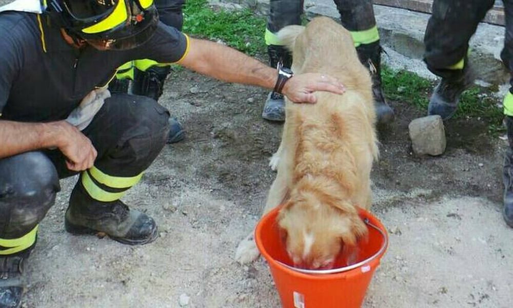 Terremoto: cane miracolosamente salvato dalle macerie dopo 9 giorni