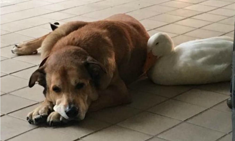 Oca innamorata consola cane triste [VIDEO]