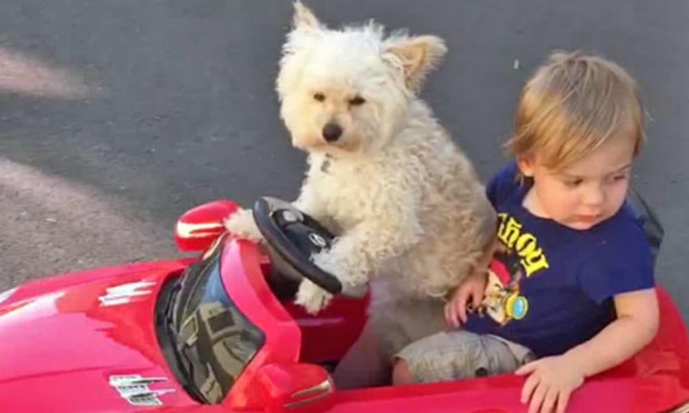 Daisy: il cane al volante