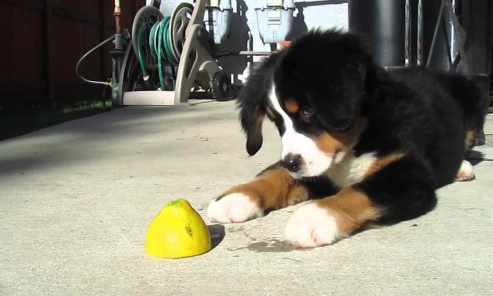 L’esilarante reazione di cani e gatti al limone