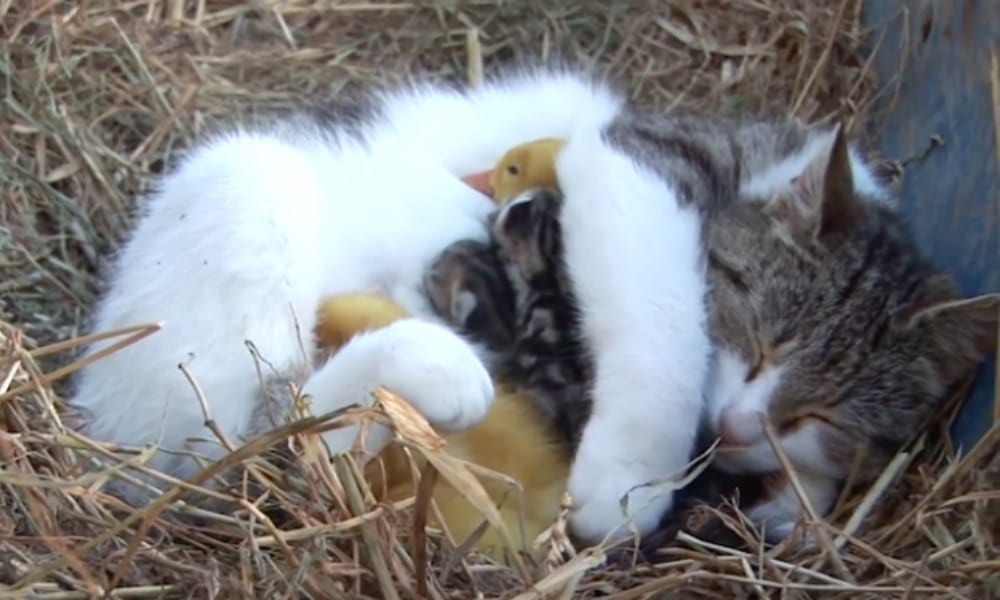 Mamma gatta adotta dei pulcini indifesi [VIDEO]