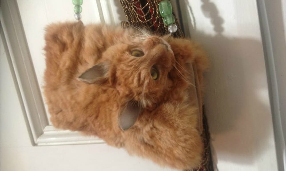 Gatto imbalsamato e trasformato in una borsetta: l’annuncio shock su “Trade Me”