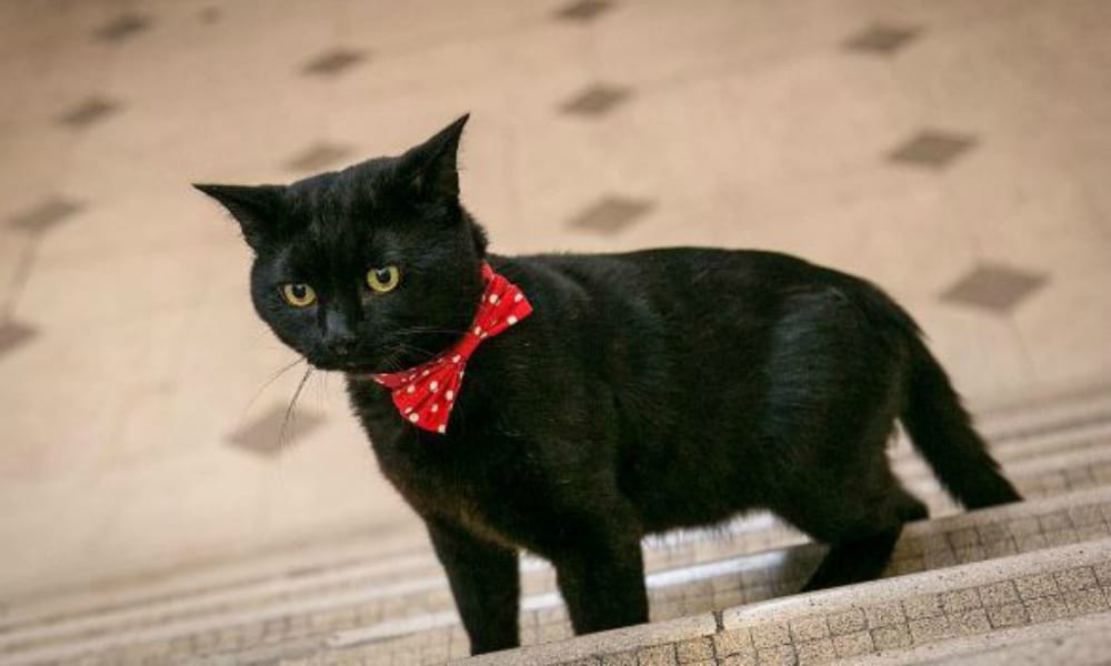 Gladstone: il gatto ministro che ha conquistato il web