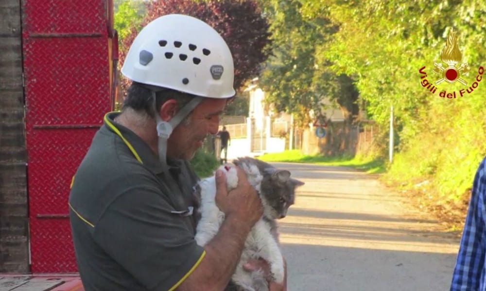 Terremoto: dopo un mese i soccorritori miracolosamente estraggono dalle macerie un gatto vivo [VIDEO]