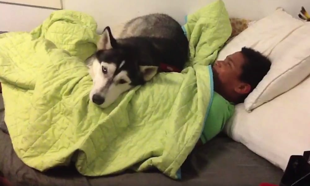 Un husky molto... particolare [VIDEO]