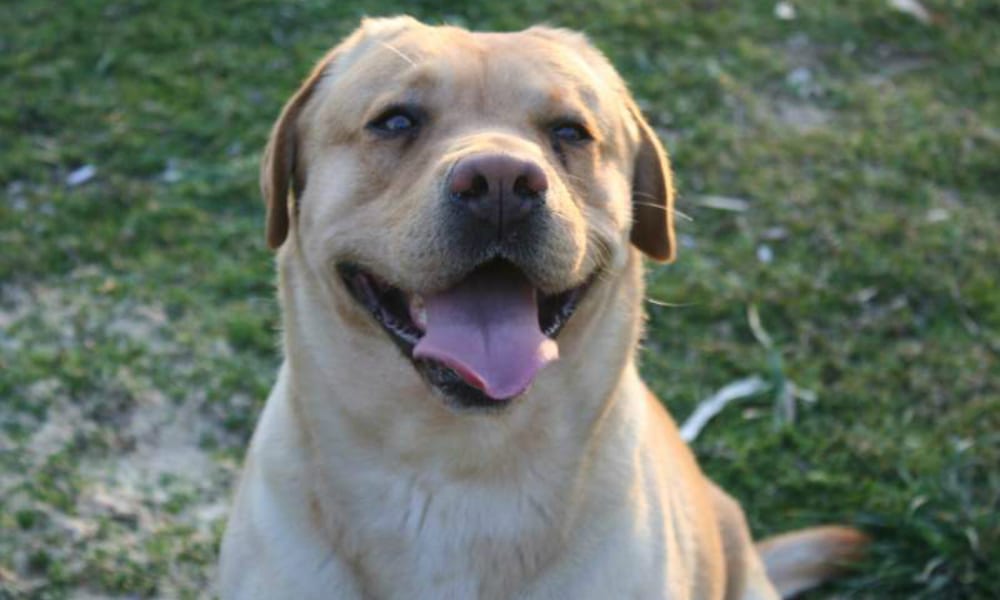 Cane assiste il suo padrone dopo un incidente [VIDEO]