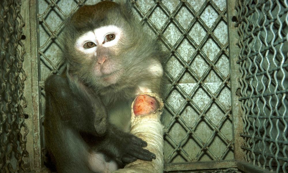 Sperimentazione animale: quanta crudeltà ancora?