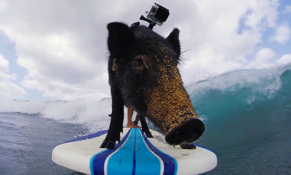 Il maiale che adora fare surf [VIDEO]
