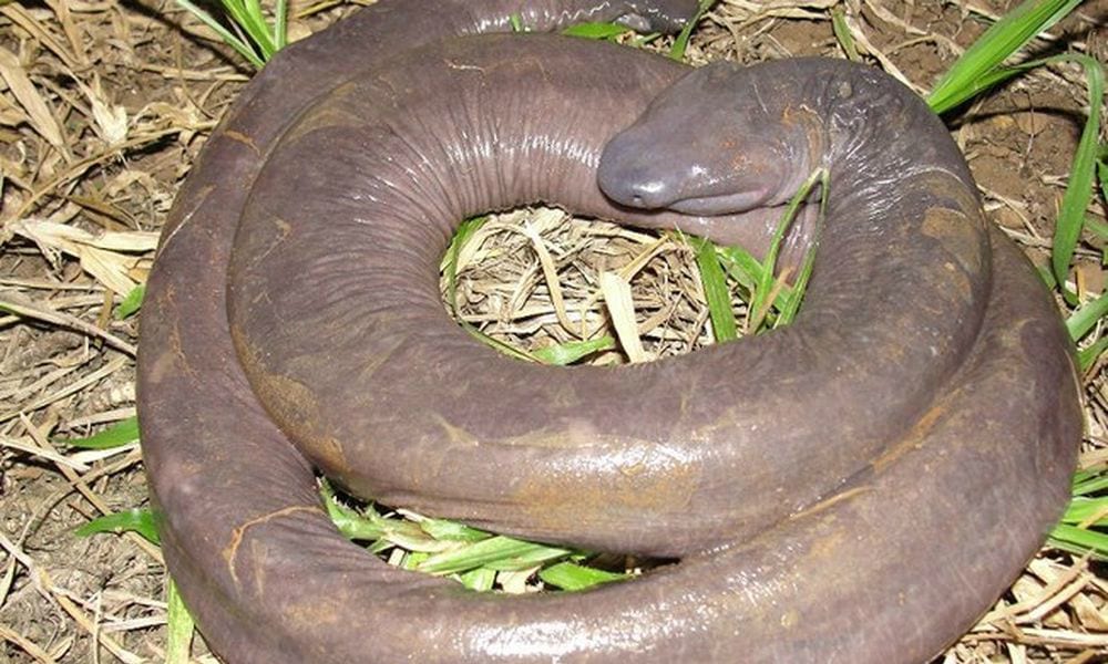 Penish Snake: il serpente-pene