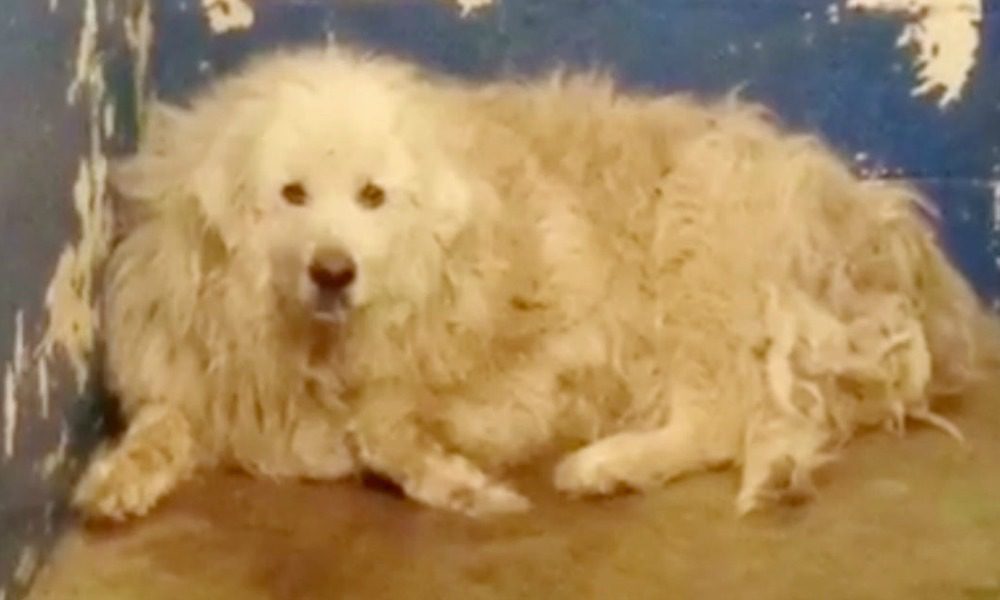 Il cane sta per essere soppresso: una foto gli salva la vita
