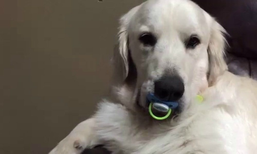 Max: il Golden Retriever che vuole a tutti i costi il ciuccio [VIDEO]