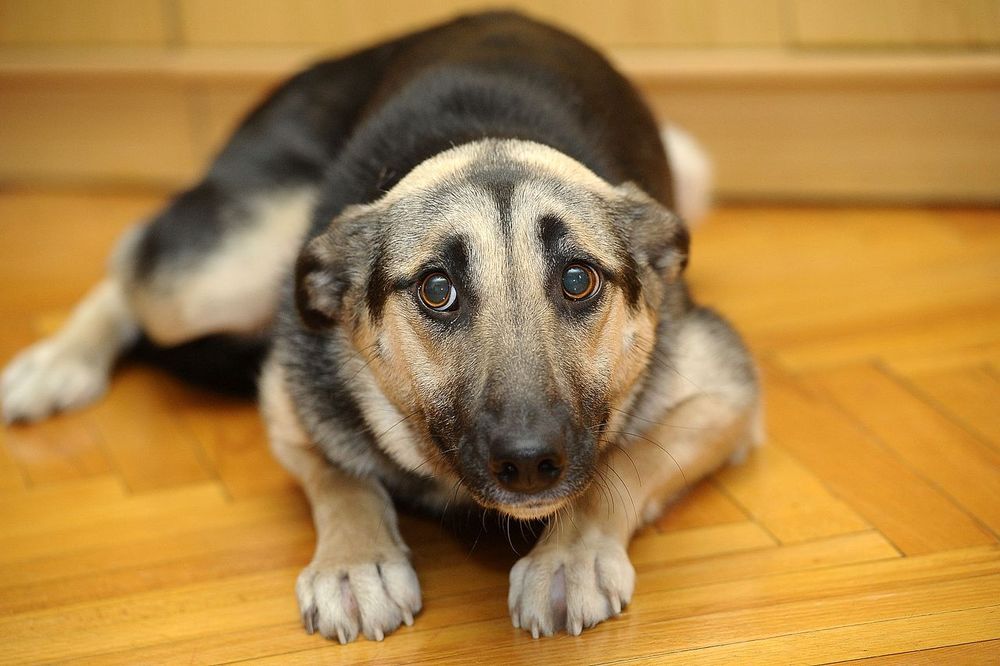 Gli animali prevedono i terremoti? La risposta della scienza