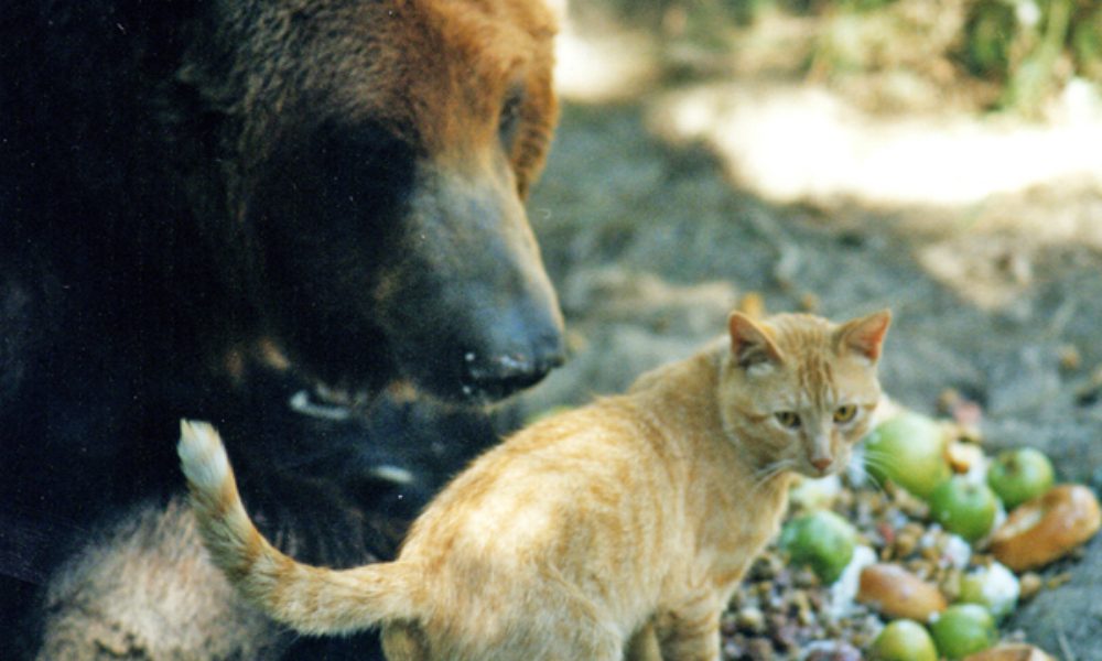 Gatto rischia di essere sbranato da un orso grizzly, ma poi… [VIDEO]