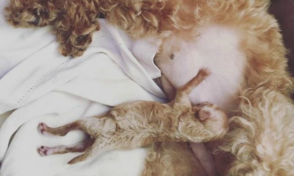 Michelle Hunziker diventa “nonna” e allatta il cucciolo della sua amata Lilly