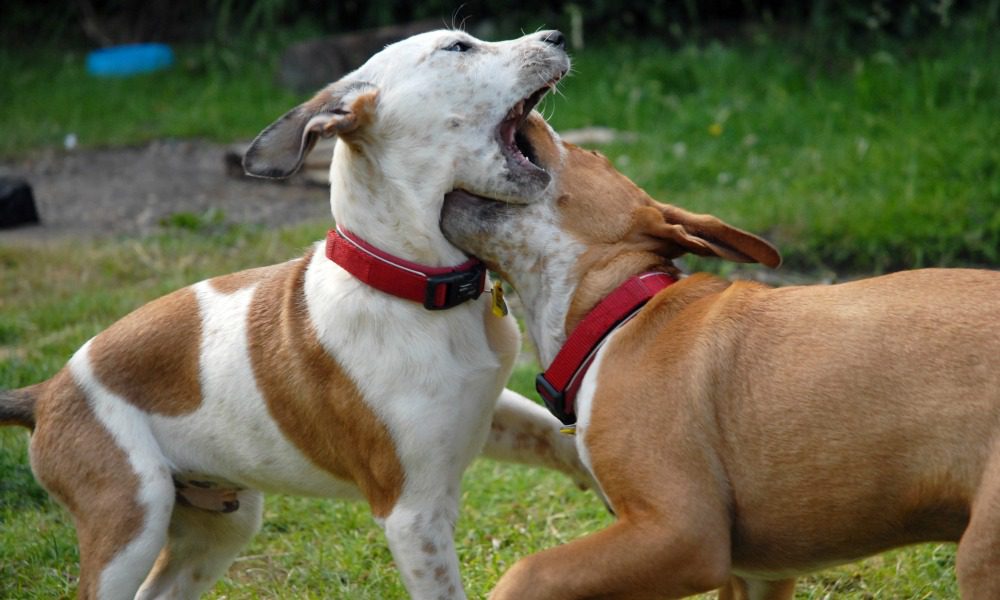 Cosa fare se i cani litigano tra loro: consigli per proprietari di "primo pelo"