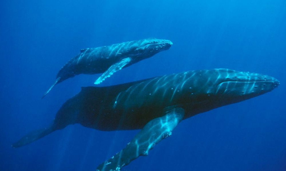 Immagini incredibili: cucciolo di balena salva la madre intrappolata in un banco di sabbia [VIDEO]