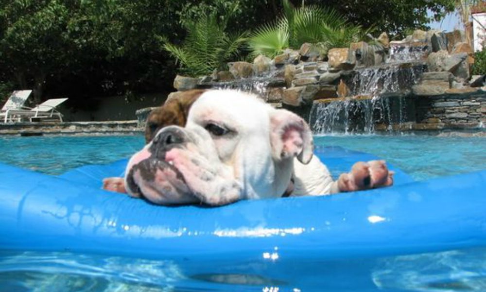 Gus: il bulldog che vuole a tutti i costi la piscina in casa