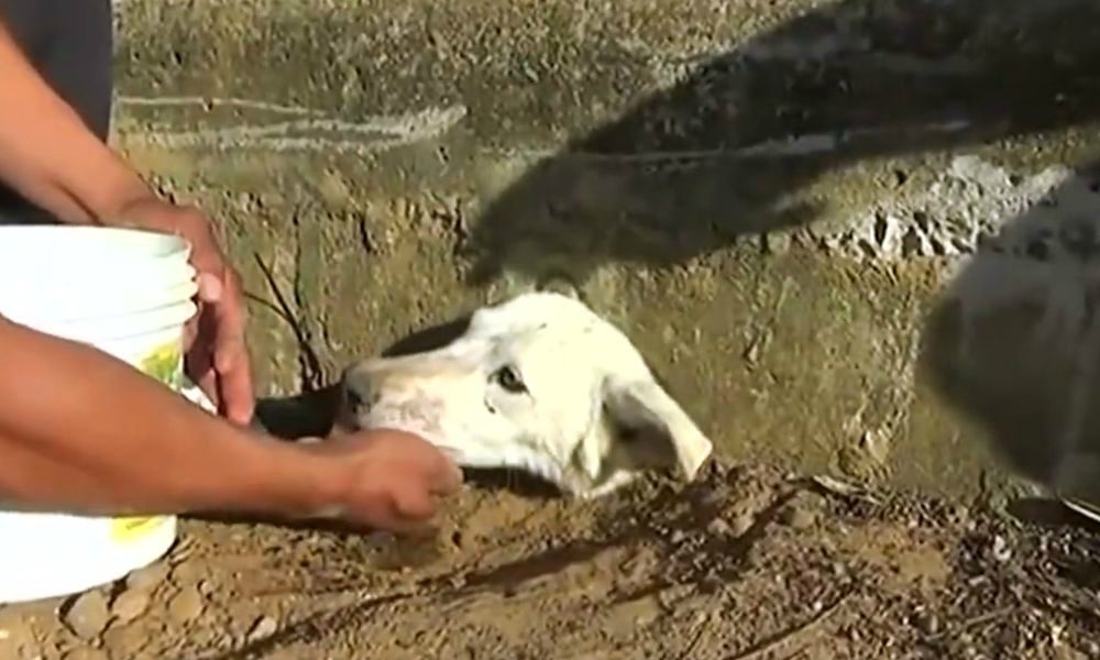 L’incredibile salvataggio di un cane incastrato con la testa nel muro