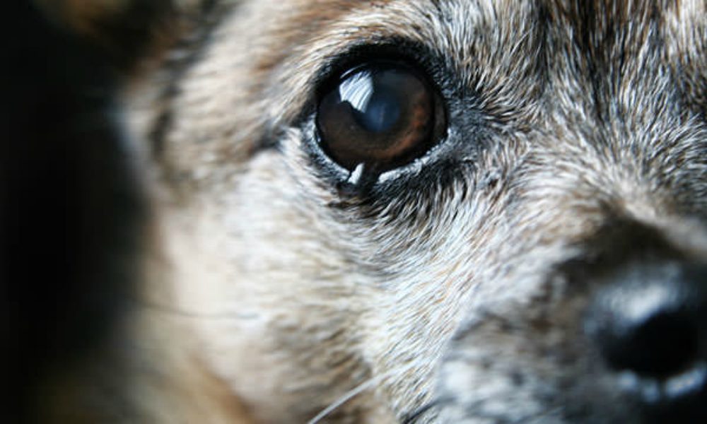 La cagnetta ritrova i suoi cuccioli e non riesce a trattenere le lacrime [VIDEO]