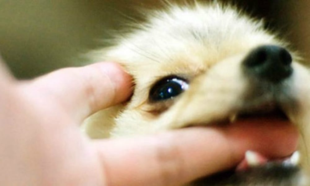 Il cane che odia… i gestacci [VIDEO]