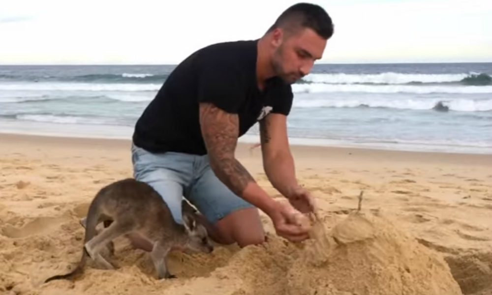 Damien: un canguro come animale domestico [VIDEO]