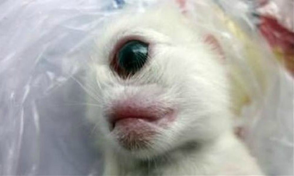 Gattino “ciclope”: è nato con un solo occhio solo e senza naso a causa delle radiazioni [VIDEO]
