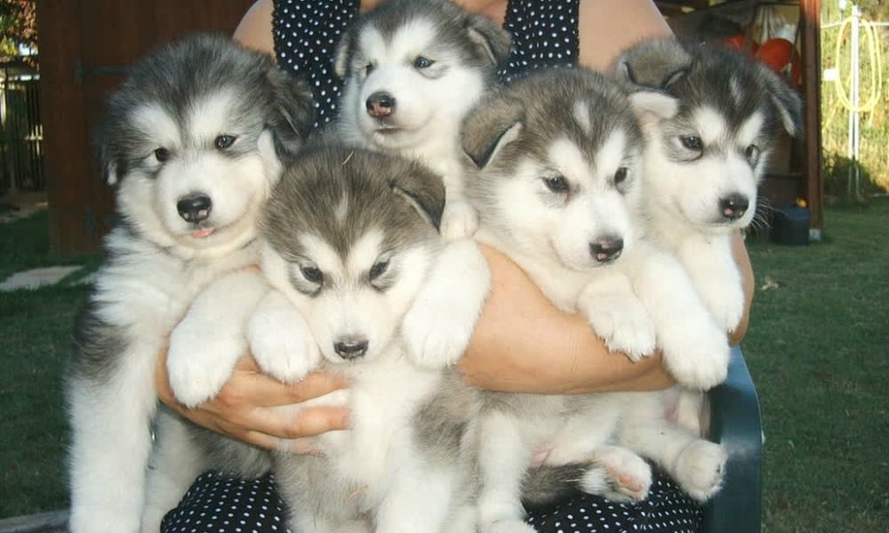 Cani di razza: 10 cose da sapere prima di acquistare un cucciolo