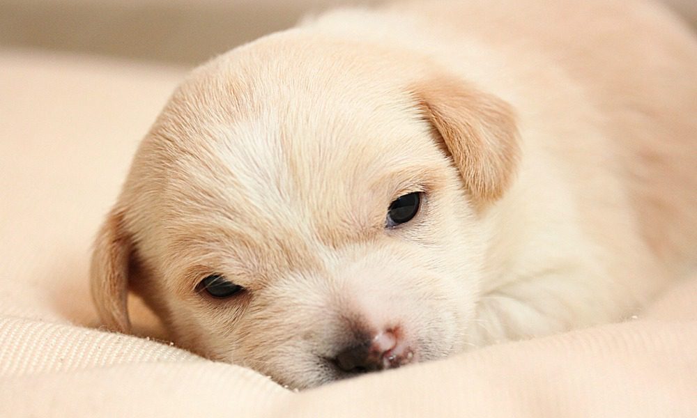 Arriva il cucciolo: come insegnargli a dormire da solo?