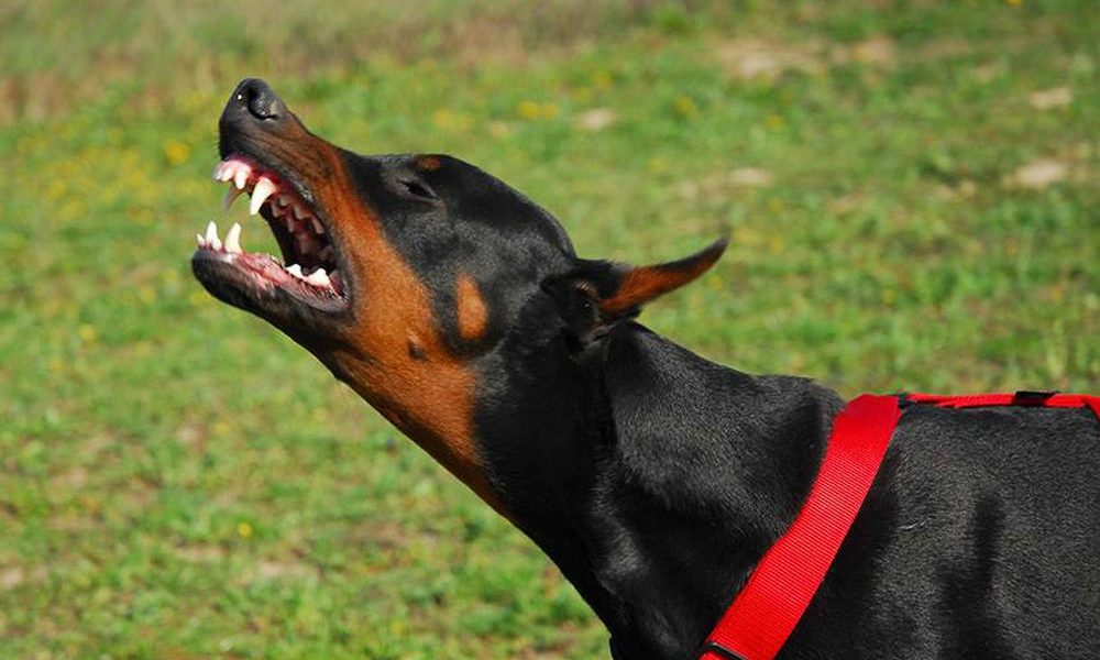 Addestrava il suo cane a ucciderli e li schiacciava col trattore: rinviato a giudizio il “killer dei gatti”