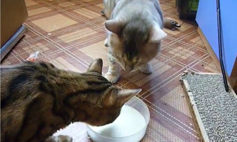 Sfida all’ultimo… latte [VIDEO]