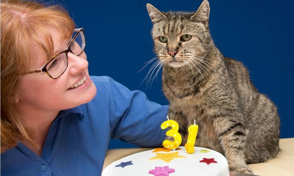 Il gatto più vecchio del mondo festeggia 31 anni