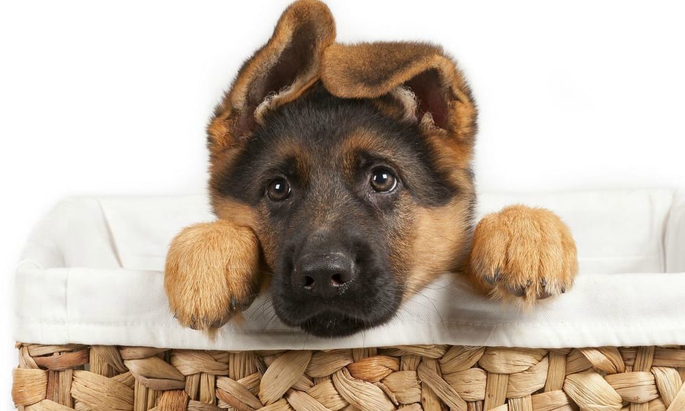 Cuore di mamma… cane [VIDEO]