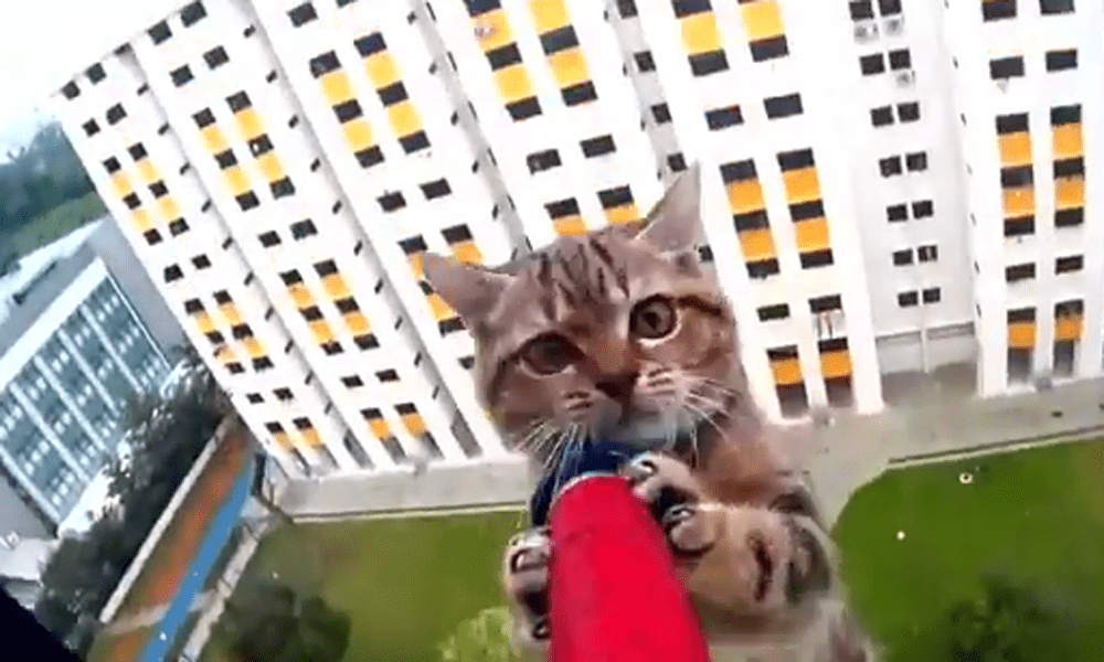 Gatto in bilico al dodicesimo piano: il salvataggio è da brivido [VIDEO]