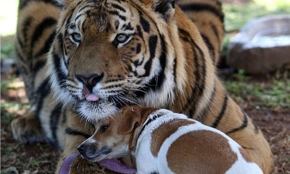 Tigre e cane amici per la pelle: un caso unico al mondo