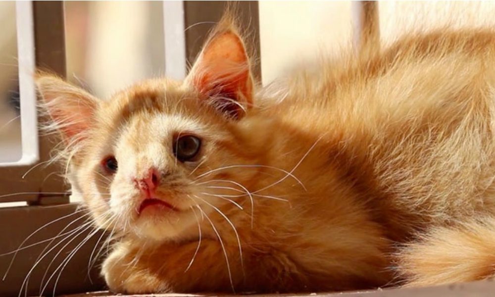 La storia di Romeo: il gatto rifiutato da tutti [VIDEO]