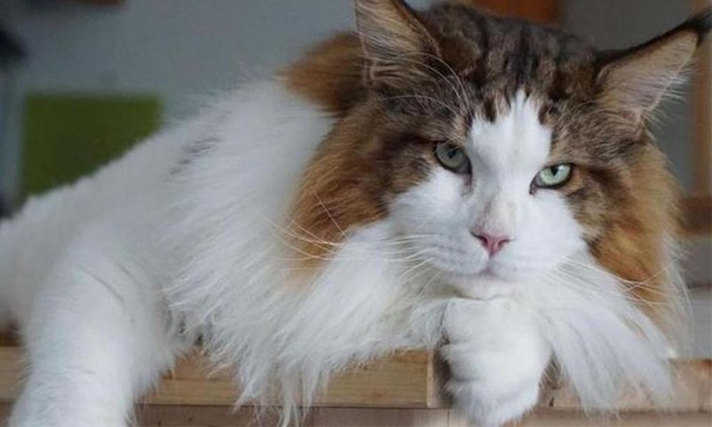 Gatti extralarge: i mici più grandi del mondo [FOTO]