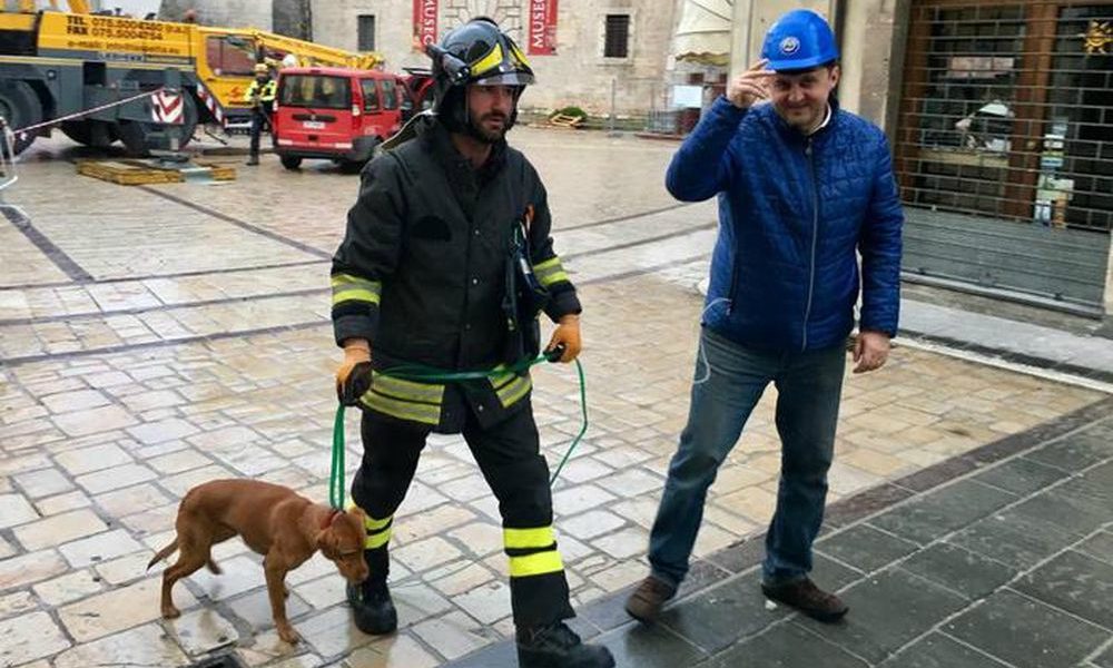 Terremoto: un tenero cucciolo riaccende le speranze