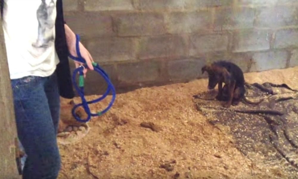 Il cucciolo non gioca: il proprietario lo abbandona in canile [VIDEO]