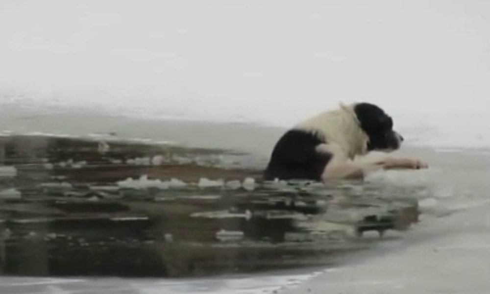 Il miracoloso salvataggio di un cane in un lago ghiacciato [VIDEO]