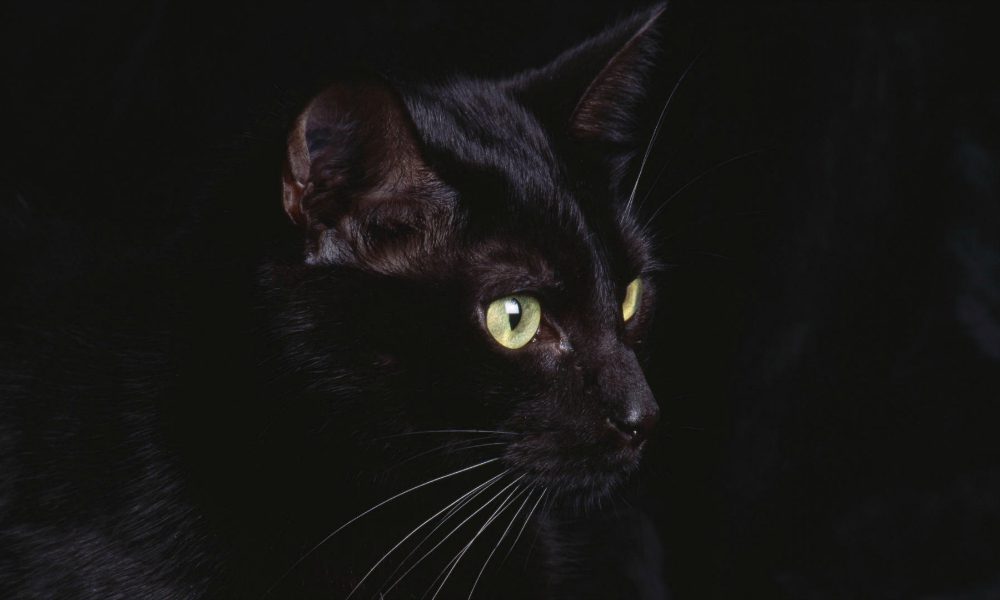 Il gatto che abbaia... [VIDEO]