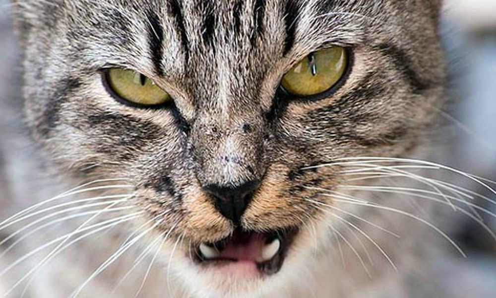 “L’esperto risponde”: l’Iperestesia Felina, una sindrome poco conosciuta