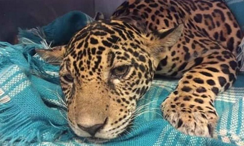 Recuperano una cucciola di giaguaro in condizioni estreme: ciò che trovano nel suo corpo è inimmaginabile…