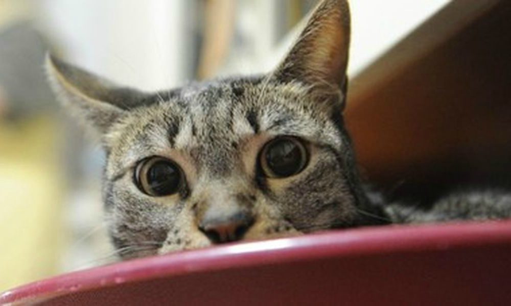 Semina il panico avvelenando cani e gatti, l’AIDAA mette una taglia di 4000 euro sulla sua testa