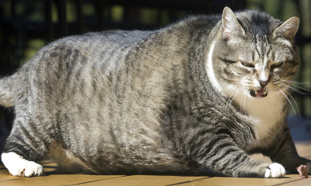 Tutti pazzi per Logan: il gatto più obeso del mondo [VIDEO]