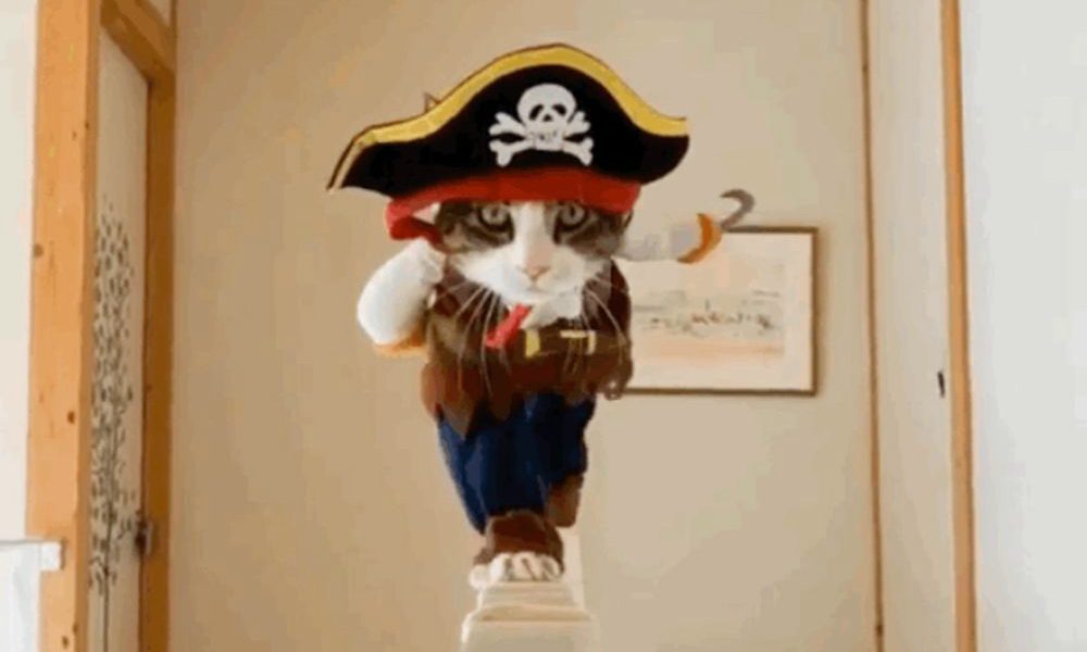 Pirate Cat: “Sono o non sono il Capitan Uncino?”