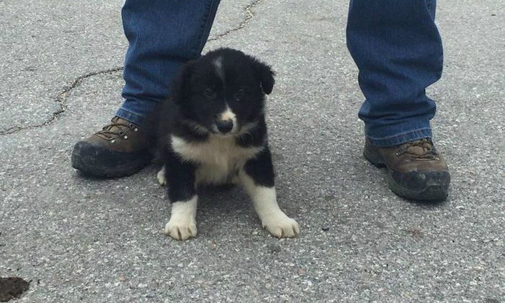 Terremoto: il cucciolo salvato a Norcia avrà una grande missione…